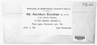 Aecidium eurotiae image